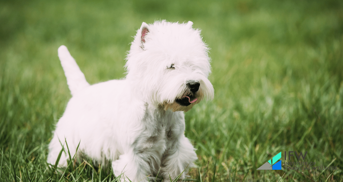 West Highland White Terriers make great dog companions for retired people