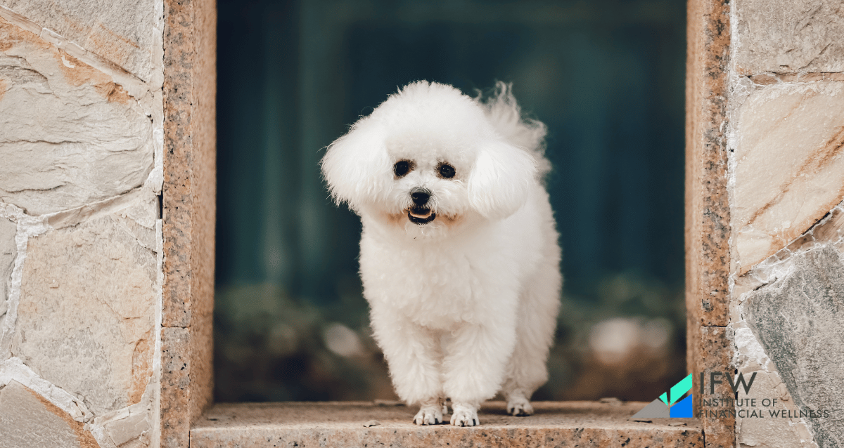 A Brichon Frise dog looking happy