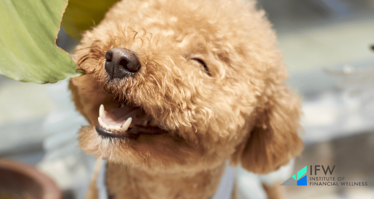 One of the best dog breeds for retirees, Poodles